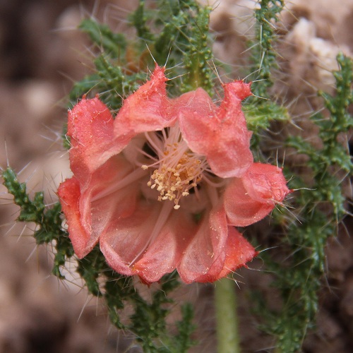 ウユニにて不明の花